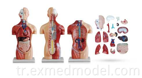 Sekssiz gövde Sexless Torso
